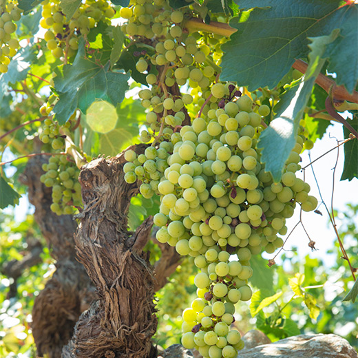 grapes